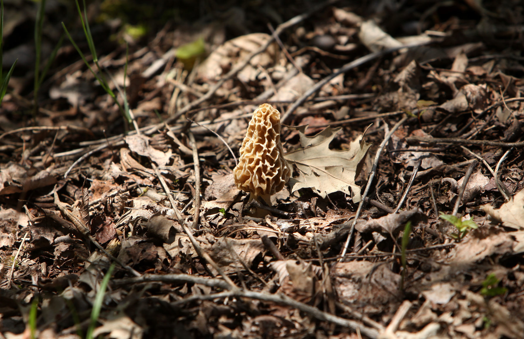 Morel mushrooms